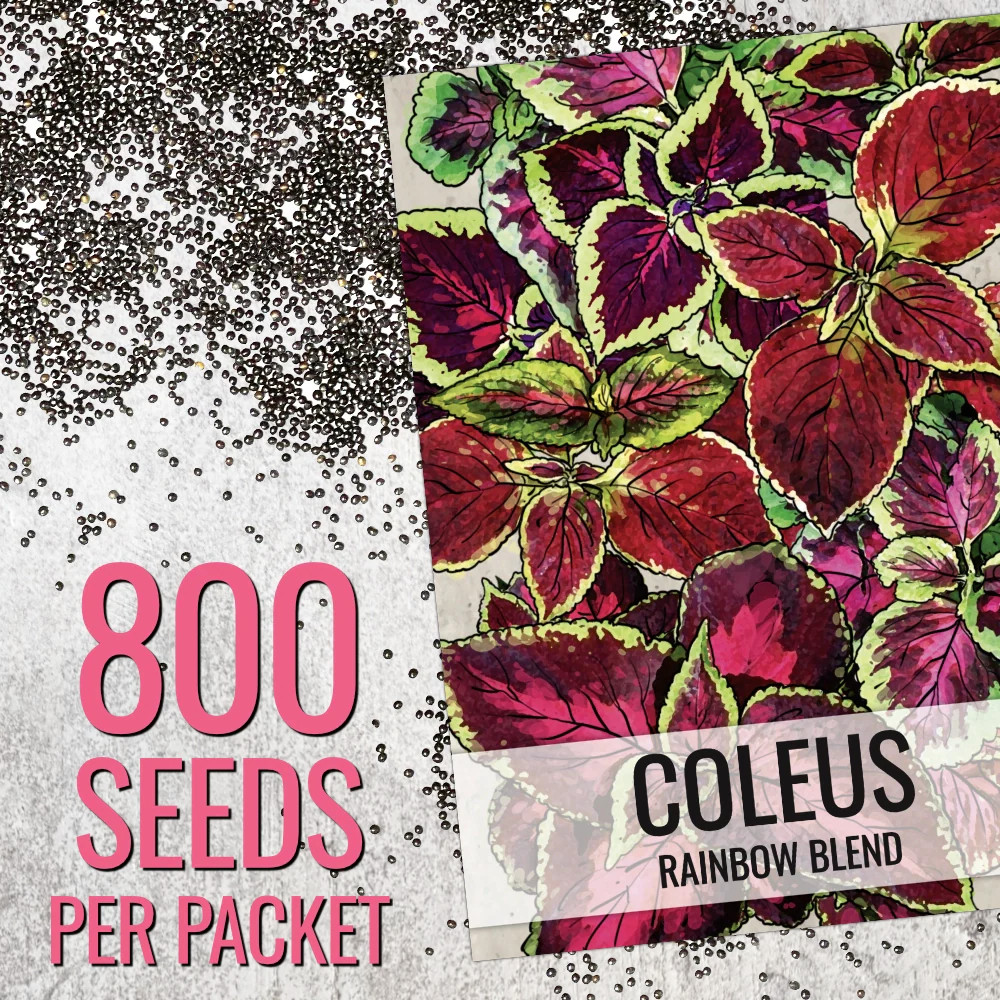 Rainbow Coleus Seeds For Planting (Coleus blumei)