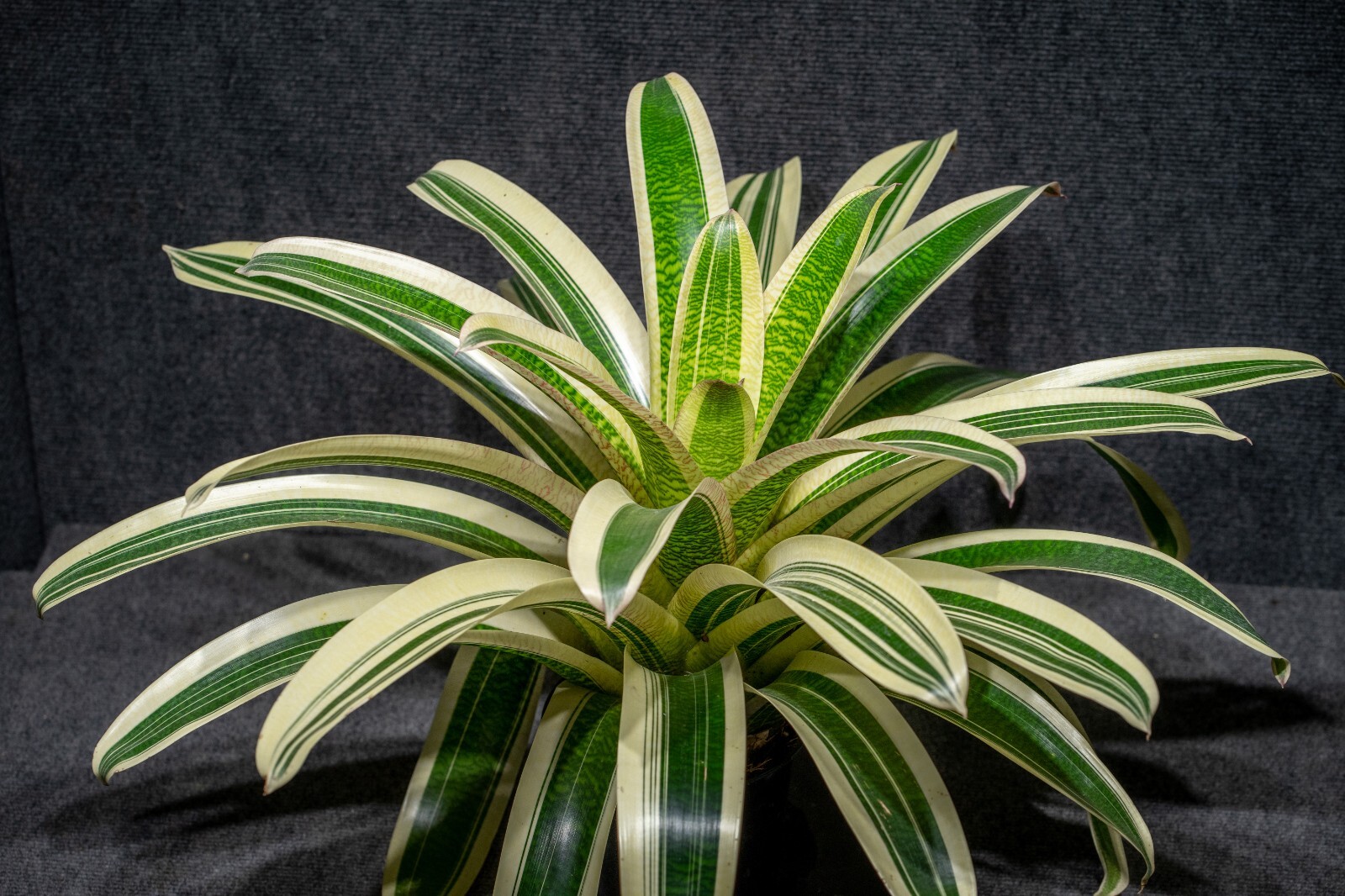 Bromelia – Vriesea Milky Way 6″ pot (Very Rare) – Live plant