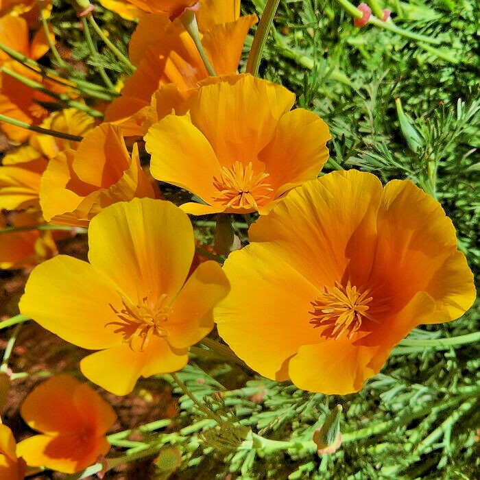 501+ORANGE CALIFORNIA POPPY Seeds Native Wildflower Container Flower Garden