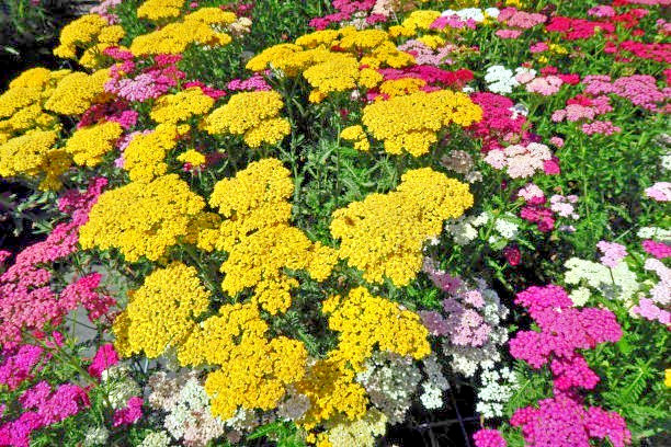 500 GOLD YARROW SEEDS | SALE FREE SHIPPING NON GMO HEIRLOOM