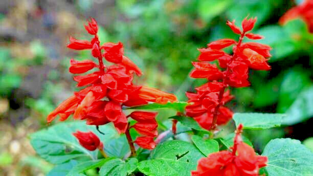 50 SCARLET SAGE SEEDS | 2026 SALE FREE SHIPPING NON GMO HEIRLOOM
