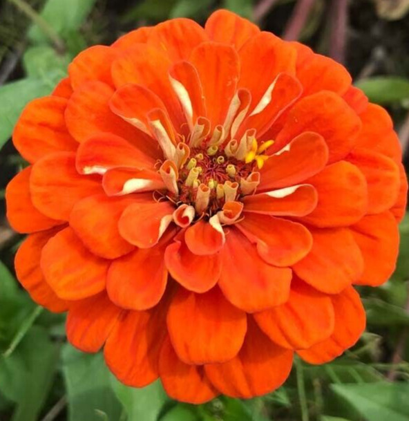 ORANGE KING ZINNIA SEEDS 200+ beautiful ANNUAL flower GARDEN butterflies BEES