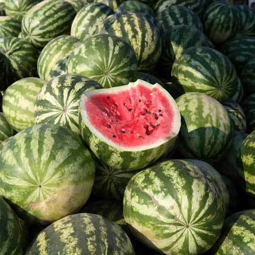 Crimson Sweet Watermelon Seeds 30+ Fruit Melon Heirloom NON-GMO FREE SHIPPING