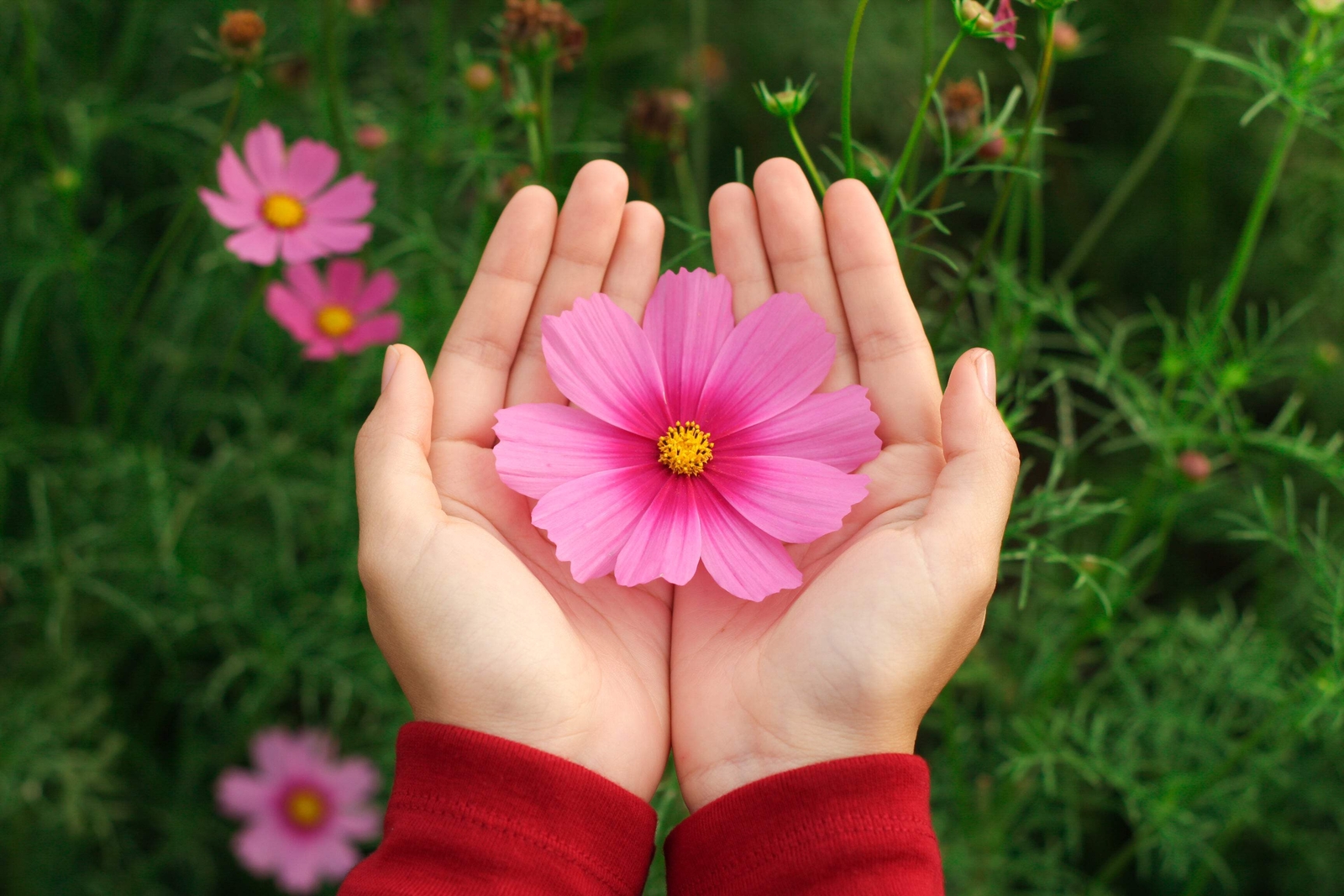 300 GLORIA COSMOS Bipinnatus 2 Tone Pink Flower Seeds *Flat S/H