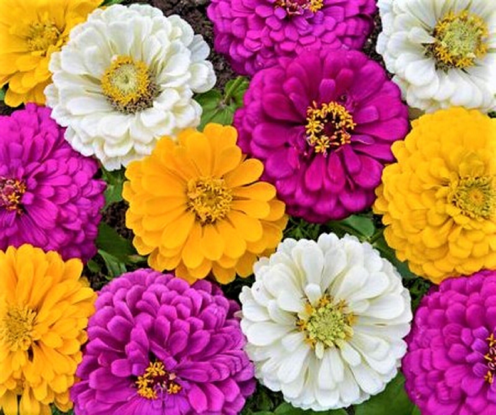Beautiful Mardi Gras Zinnia Seeds 100+ Seeds BUY 4 GET FREE SHIPPING