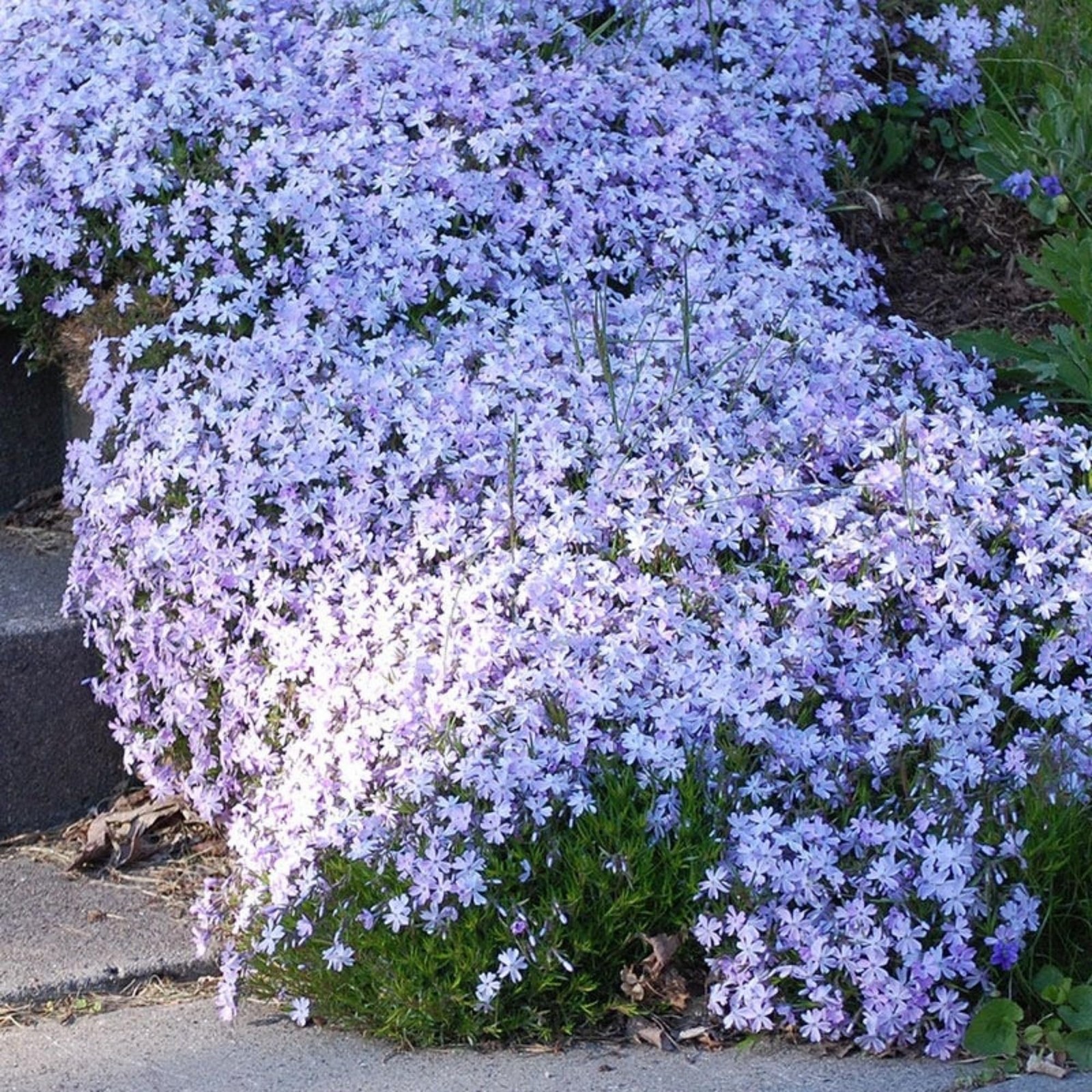 1200+ Creeping Phlox Seeds for Planting – Annual Phlox Seeds Perennial Ground…
