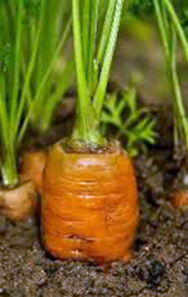 CARROTS, DANVERS 126, HEIRLOOM, 50+ SEEDS