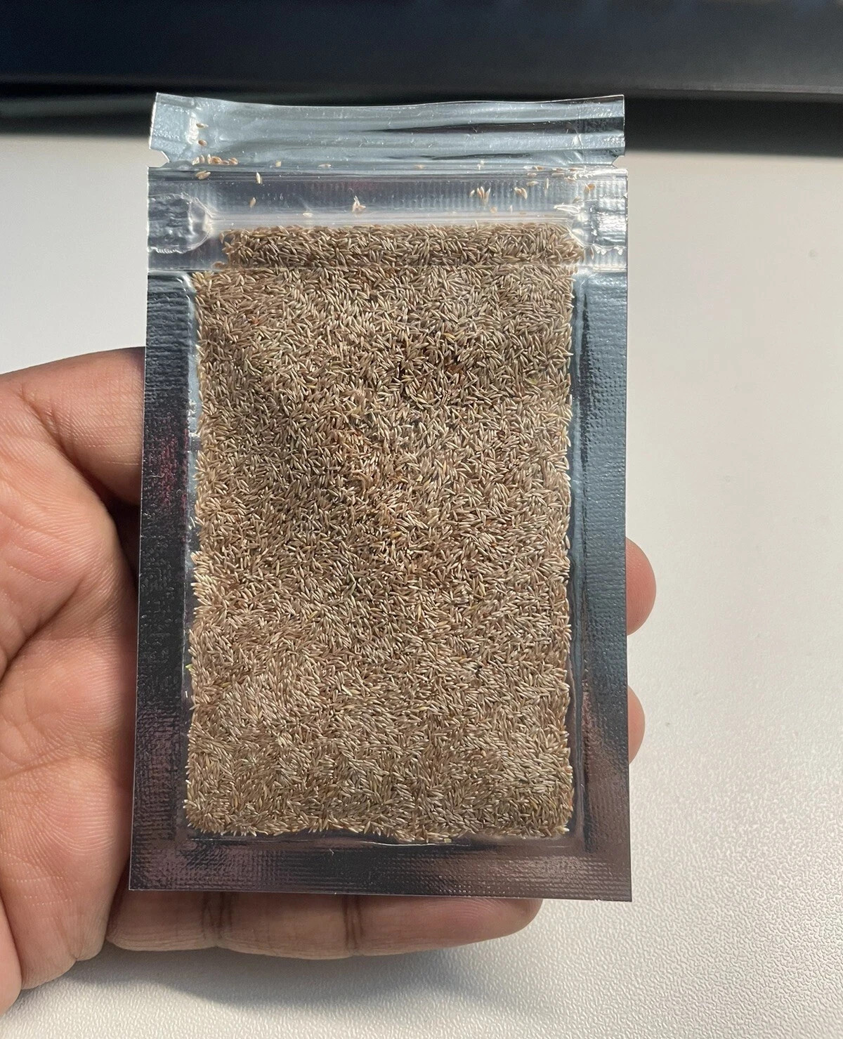 Creeping Bent Grass Seed – Premium Golf Course Grade, Dense Turf Grass Seeds