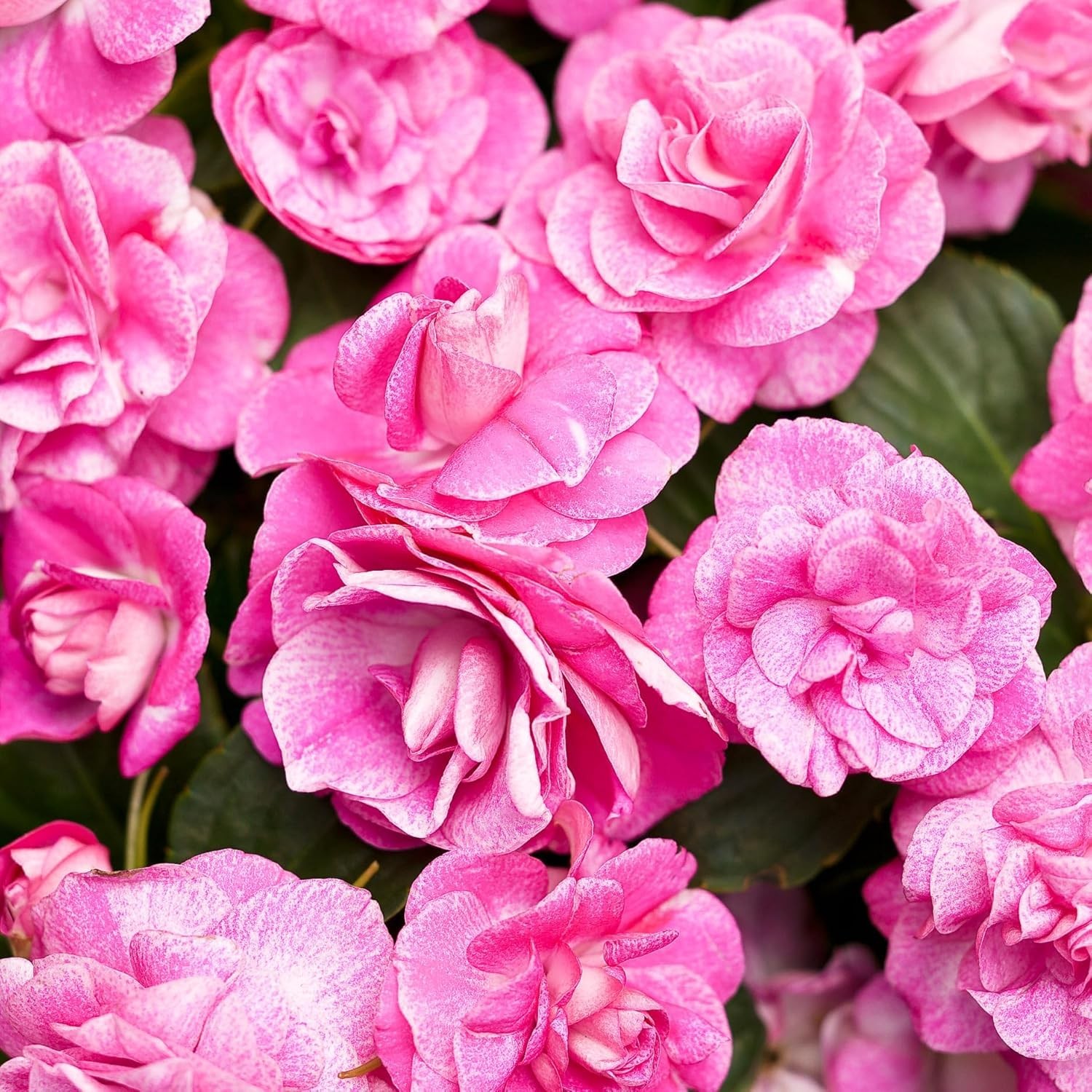 500+Mixed Impatiens Seeds for Planting Outdoor Home-Perennial Impatiens Balsa…