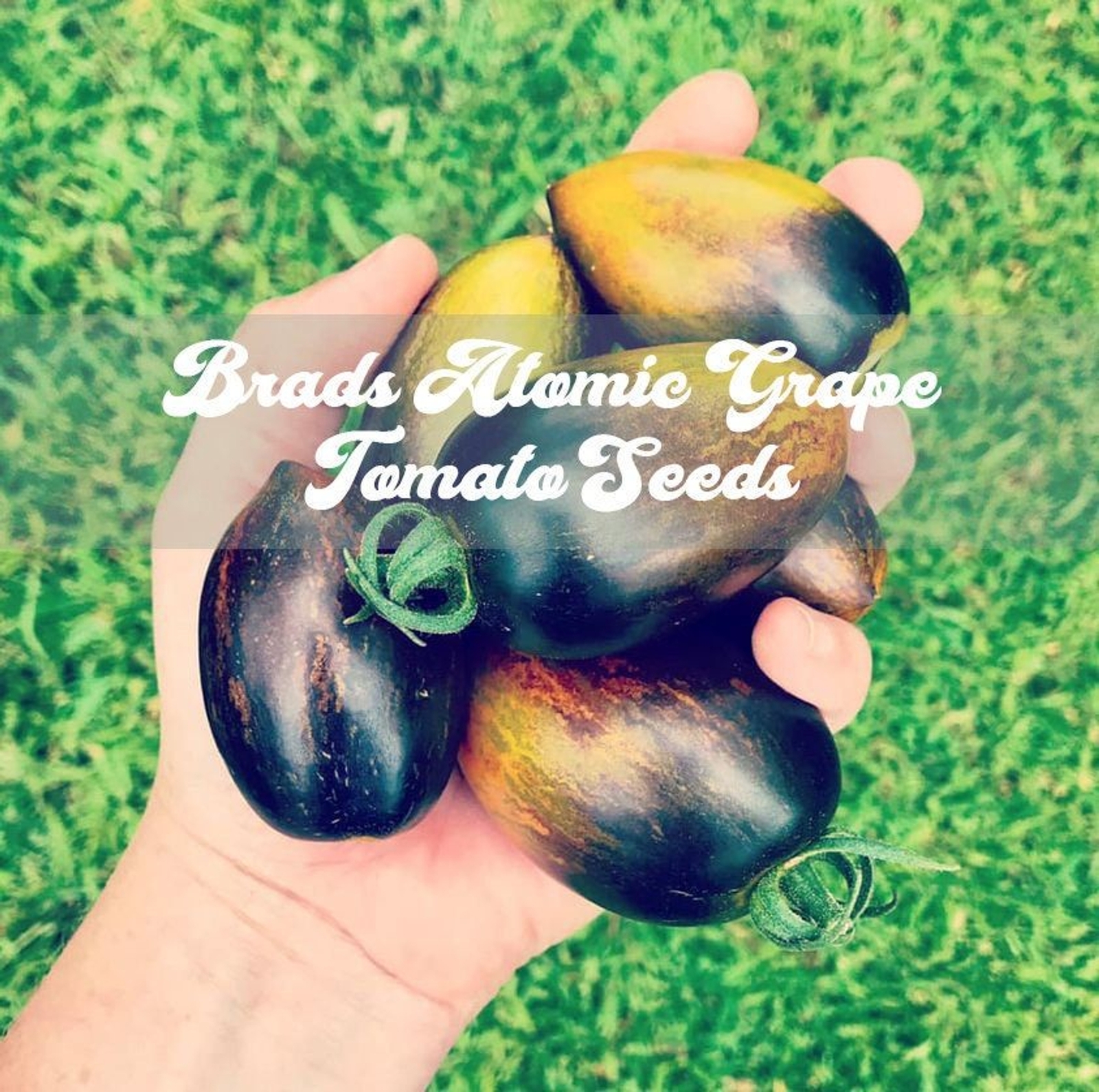 20+ Brad’s Atomic Grape Tomato Seeds from my 2023 Garden