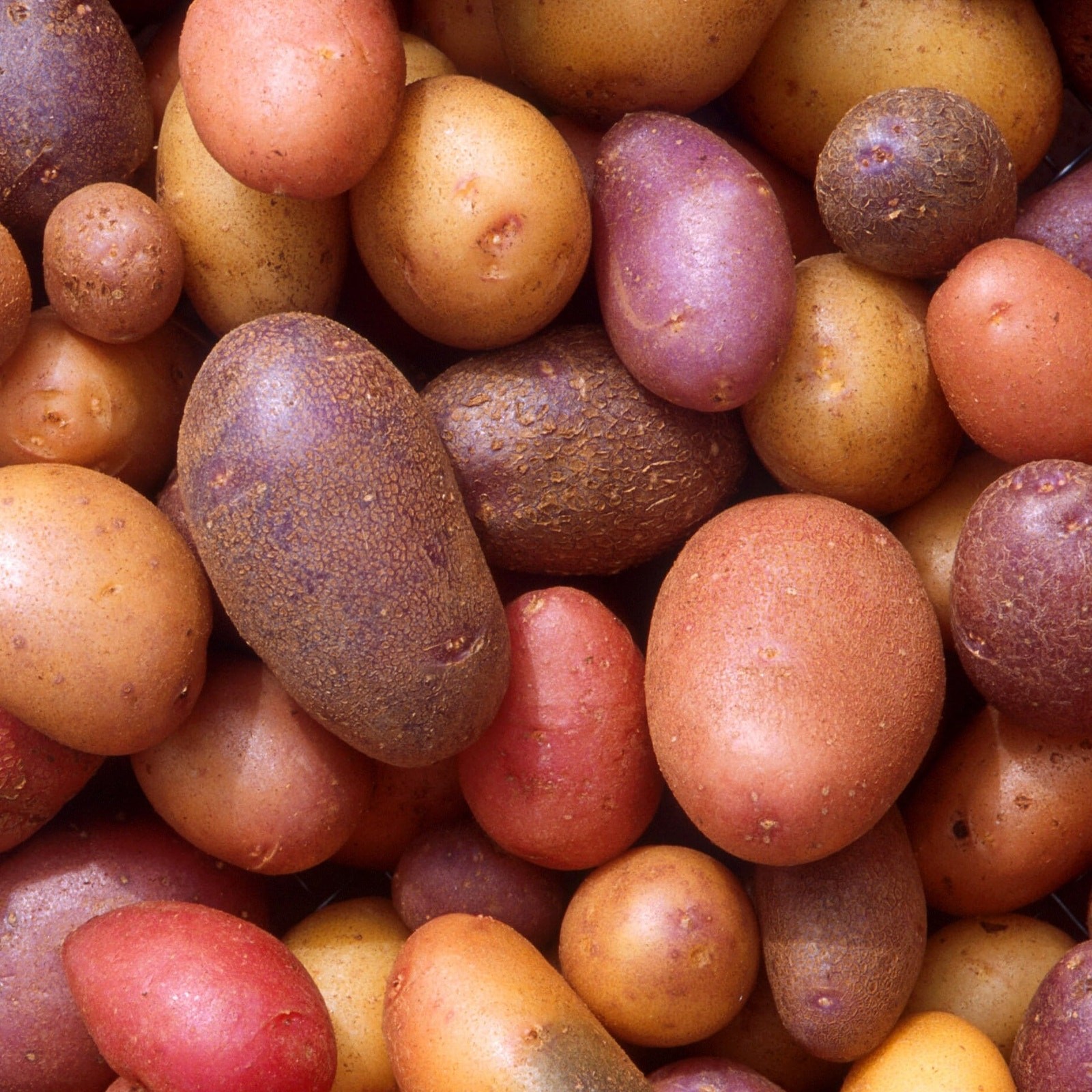 Organic Creamer Seed Potatoes 2 Colors Mix Seed Potatoes Yukon Gold, Red – 1 lb