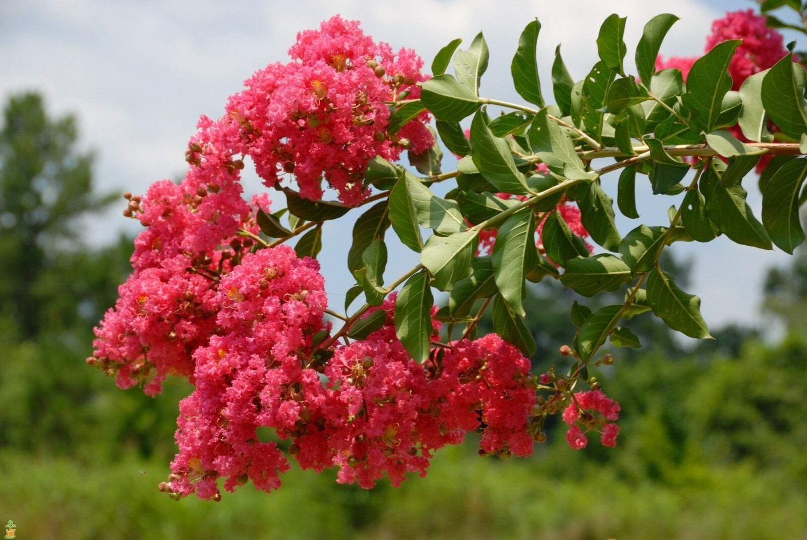 crape myrtle seeds