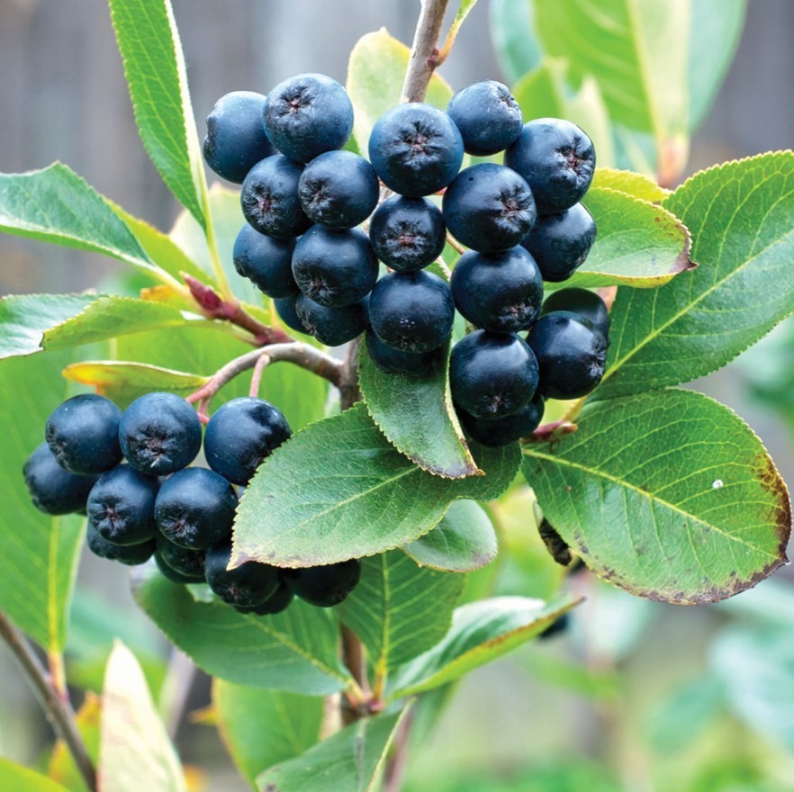 Black Chokeberry (Aronia melanocarpa), 50+ seeds