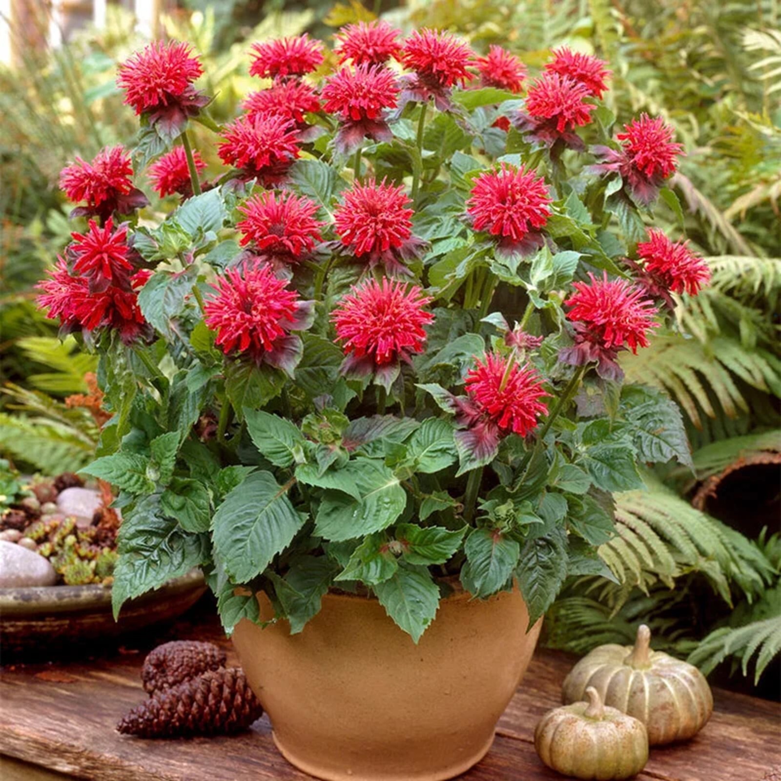 100 Fireball Bee Balm Seeds Flowers Seed Butterflies Bees Hummingbird US SELL