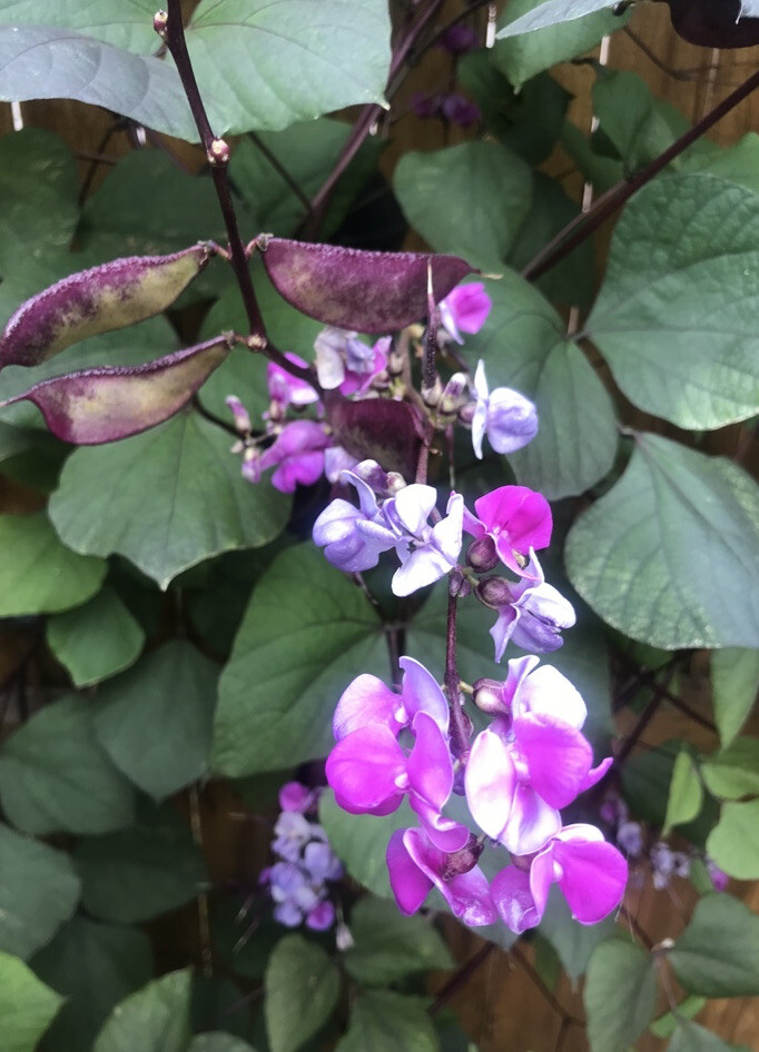 Hyacinth Bean Ruby Moon Flower Seeds – Botanical Interests 12/23