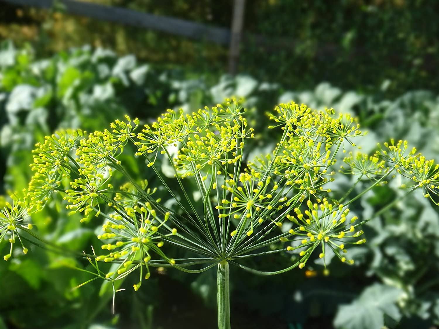 Dill Herb Seeds , Bouquet Dill Seeds, “COOL BEANS N SPROUTS” Brand. Home Gardeni