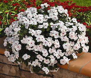 Vinca CoraCascade XDR Polka Dot 100 seeds