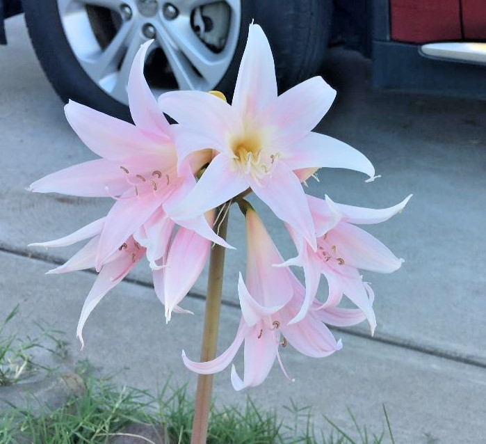 PINK NAKED LADY FLOWERS (1 BULB)