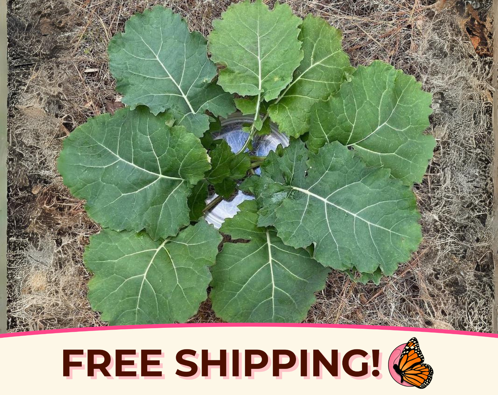 2600+ Kale Seeds ‘Premier’ | Heirloom, Non-GMO, Vegetable Gardening Seed Packets