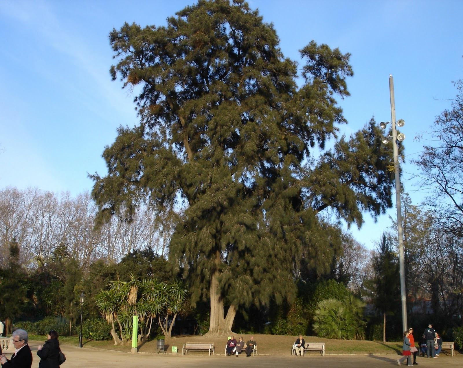 River She-Oak, Casuarina cunninghamiana, Tree Seeds