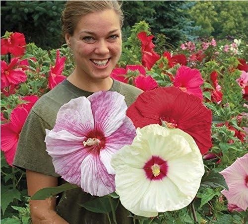 120+ PCS Mixed Giant Hibiscus Seeds for Planting Flowers Perennial Flower Out…
