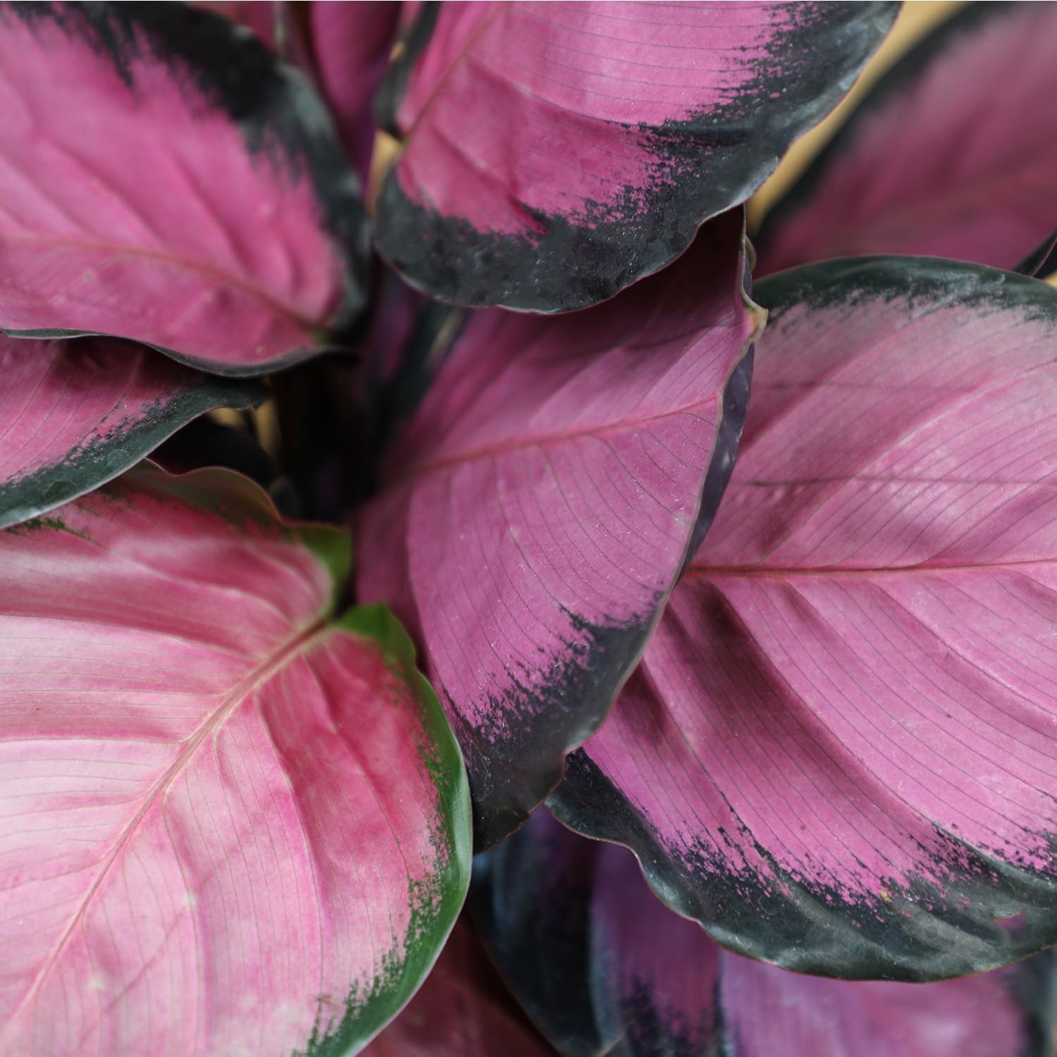 Purple Prayer Plant (Calathea Roseopicta) in 6″ Grower Pot, Pet Friendly Hous…