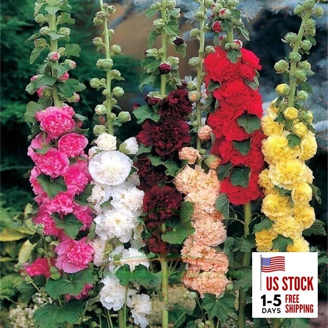 350+ Hollyhock Flower Seeds – Non GMO Carnival Mix Giant Mallow Double