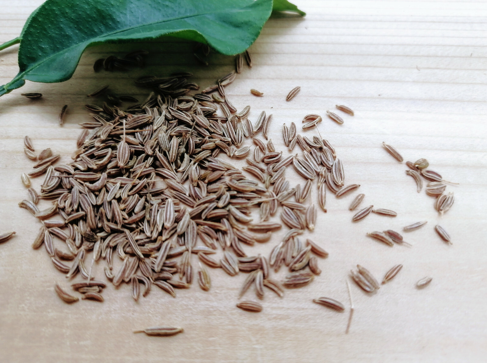 Caraway 500 Herb Seeds Carum carvi Heirloom Biennial for Planting, Fragrant Leaf