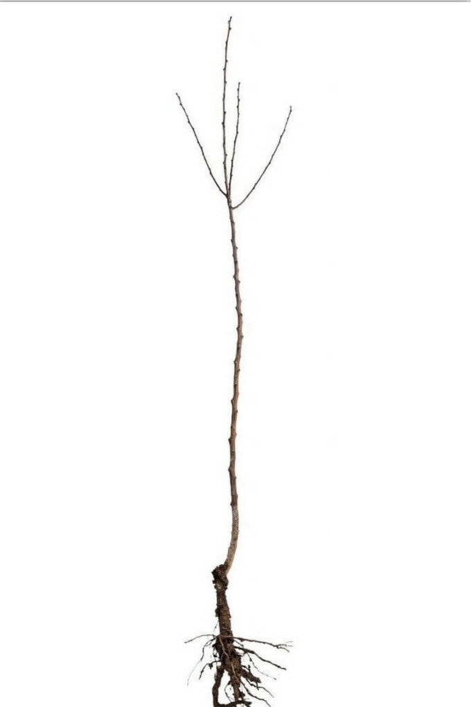 Ashmead’s Kernel Apple Tree 1 year old, Bare root