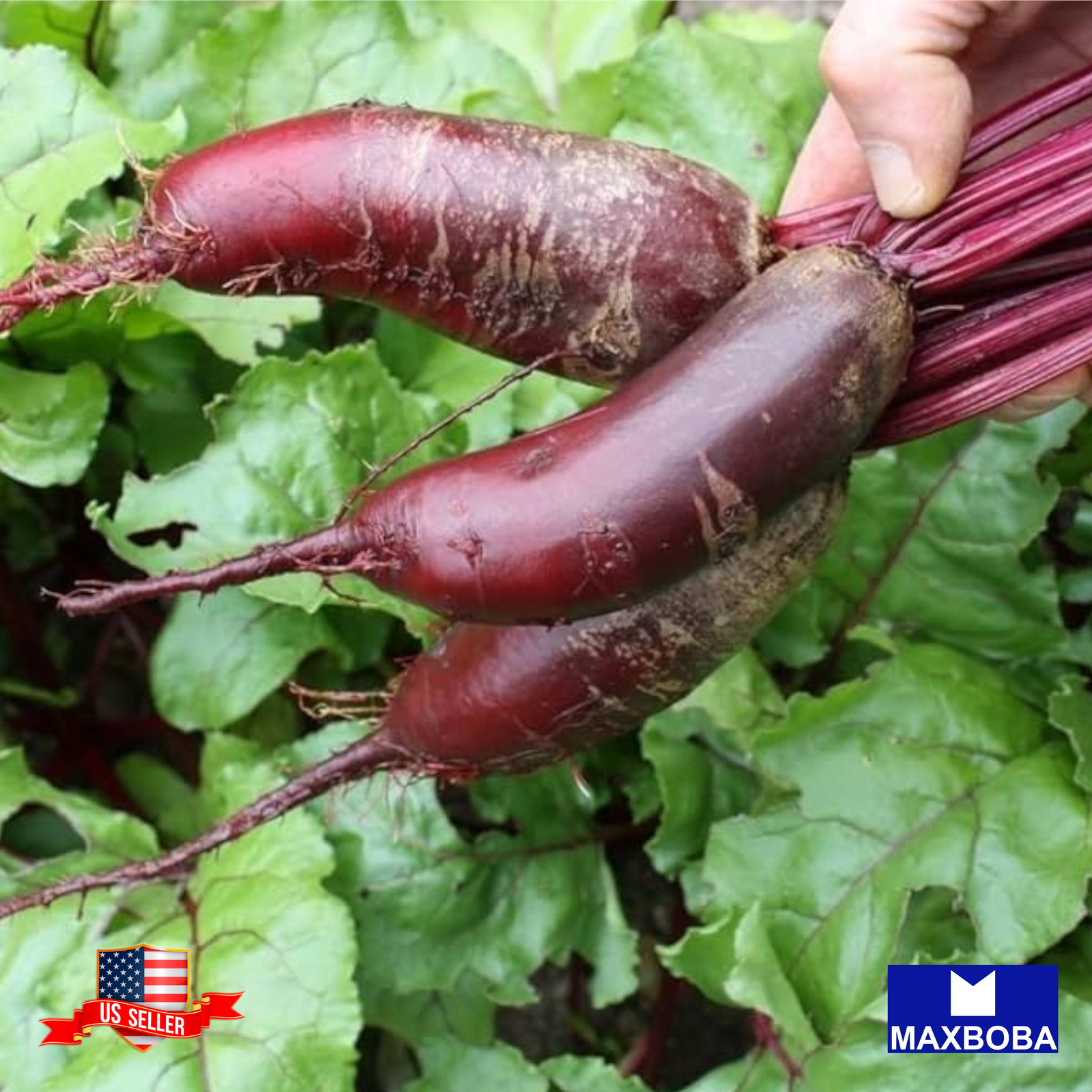 Beet Fres Seeds Cylindra Organic Non-GMO Heirloom Vegetable