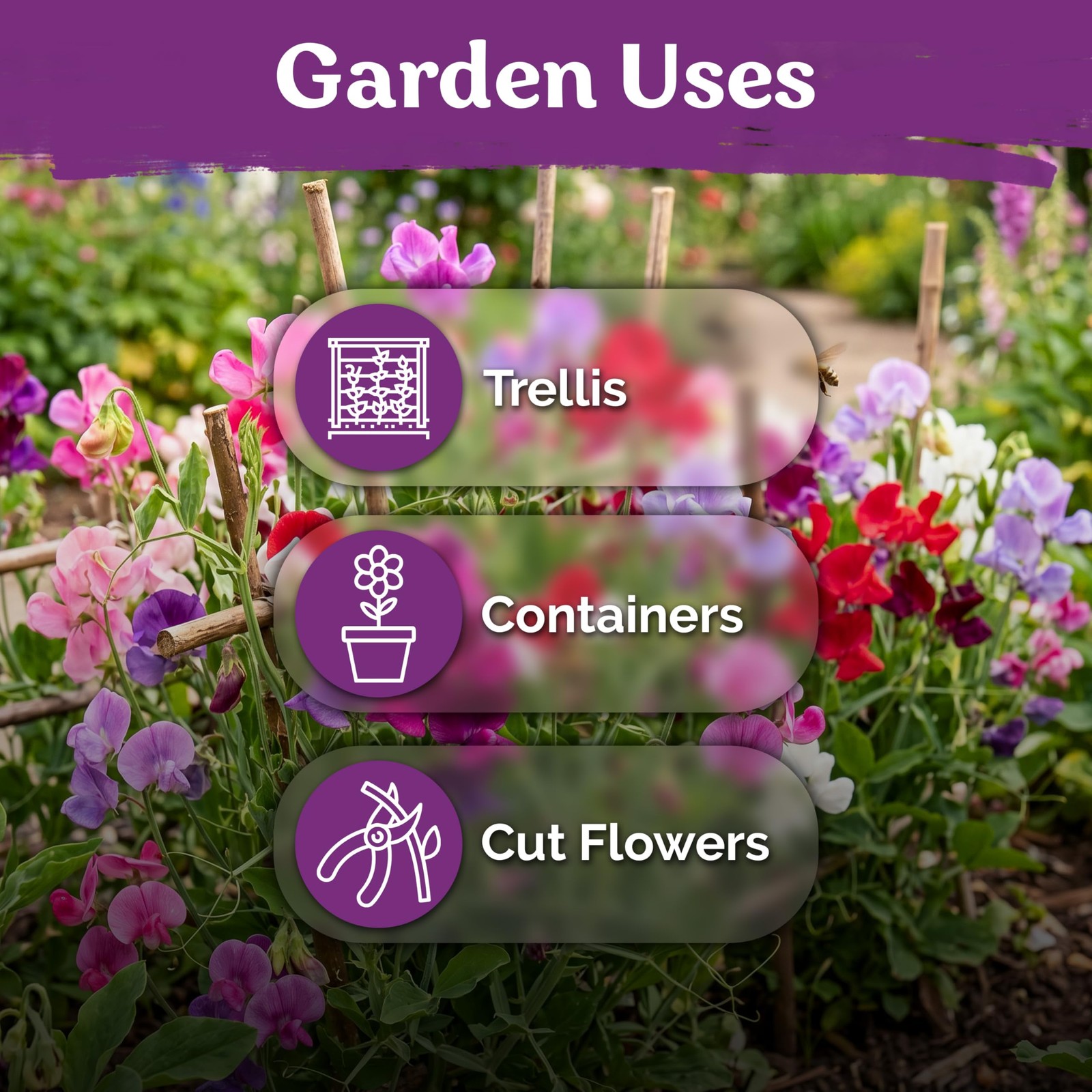 KVITER 50 Knee High Sweet Pea Seeds (Lathyrus Odoratus)