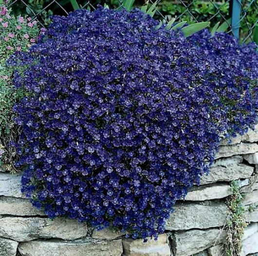 Rock Cress Seeds Cascading Blue – Heirloom Groundcover Seeds Perennial 50ct Pack