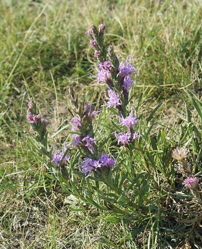 Liatris ligulistylis | Rocky Mountain or Meadow Blazing Star | 10 Seeds