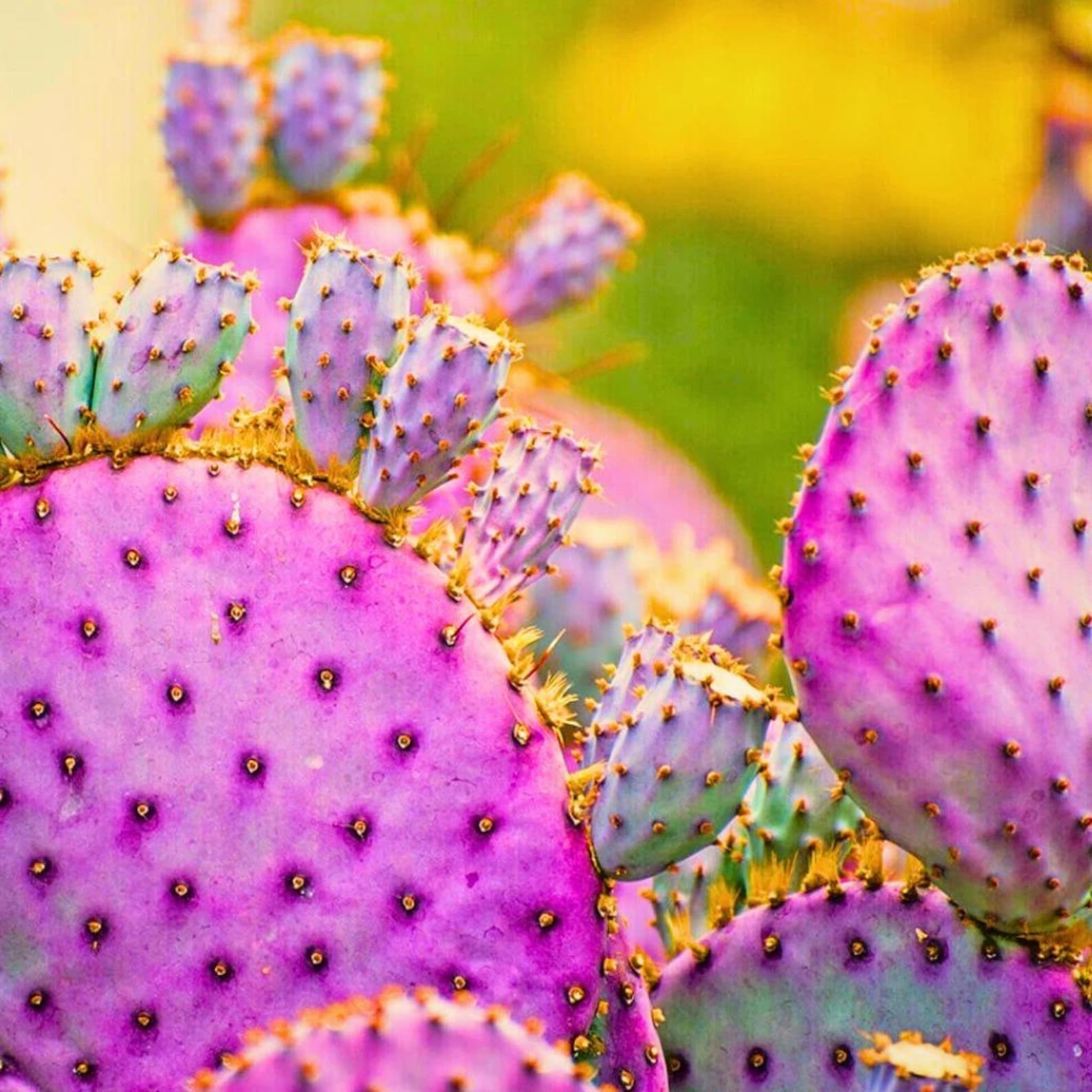 Purple Prickly Pear Cactus Seeds, Opuntia Santa Rita, with Simple Instructions
