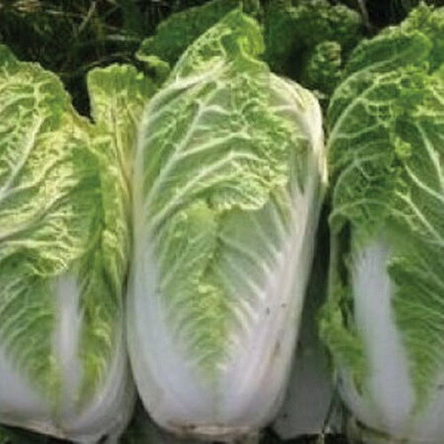 500 Chinese Napa Cabbage Seeds Michihli Heirloom – Non-GMO – Always Fresh Seeds!