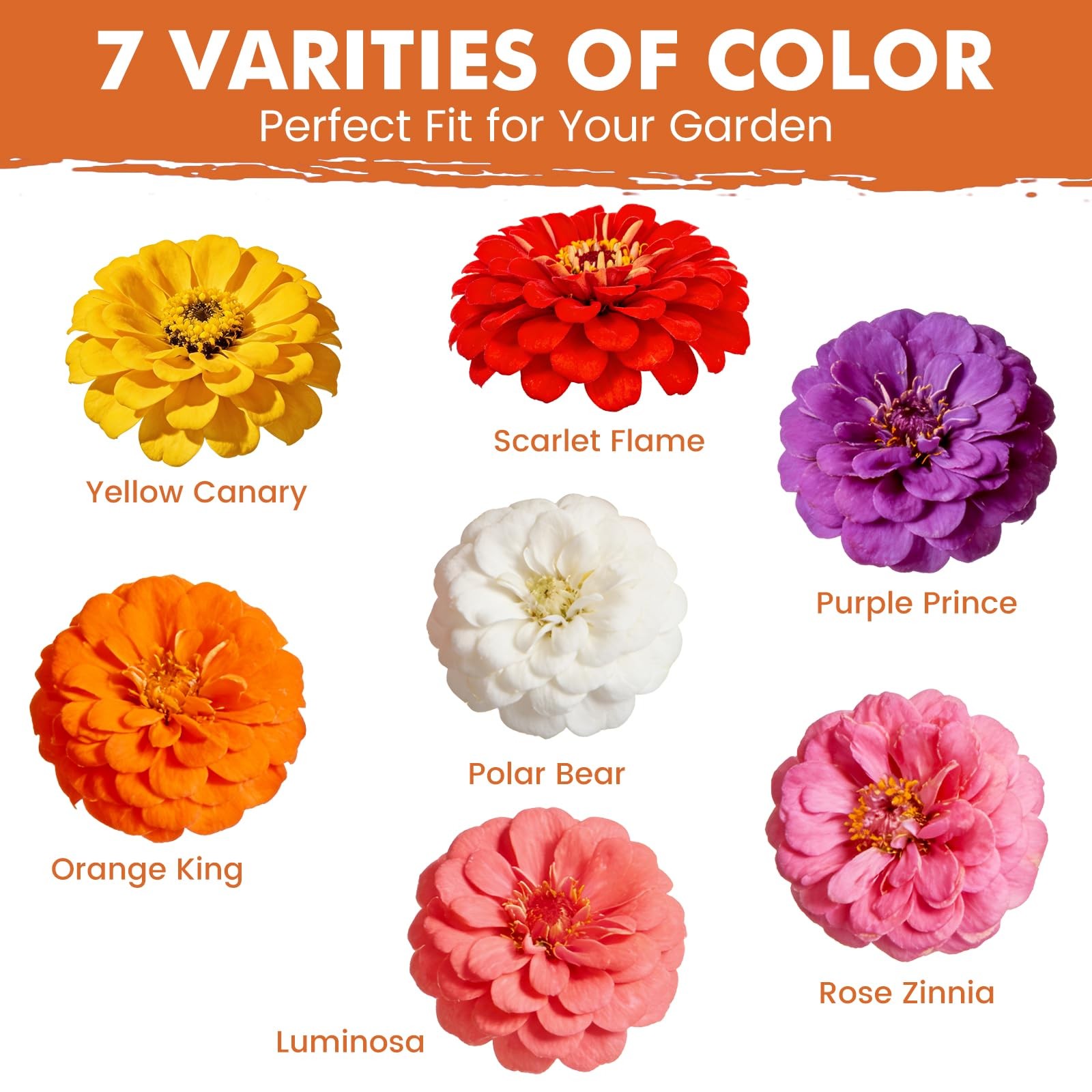 Fruivity Zinnia Seeds for 2026 Planting, 5000+ Flowers Seeds, 7 Multi Color