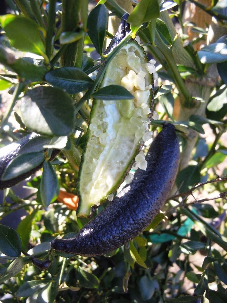 California only!! Australian Finger Lime Tree, 25-36 inches grafted plant.