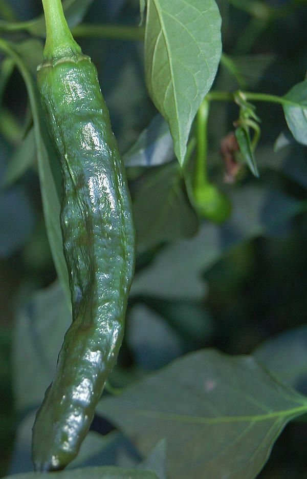 Pasilla Bajio Hot Pepper Seeds 50+ Vegetable NON-GMO HEIRLOOM USA FREE SHIPPING