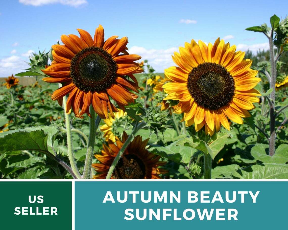 Sunflower, Autumn Beauty – 25 Seeds – Fall Colors – Medicinal/Culinary – NonGMO
