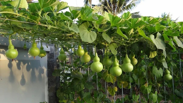 Bottle Gourd seeds / birdhouse craft calabash / Asian buddha gourd . US Seller