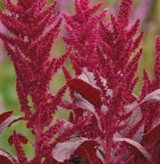 Love-Lies-Bleeding Seeds, 100 Seeds, Amaranthus Cruentus, Red Spike, Burgandy