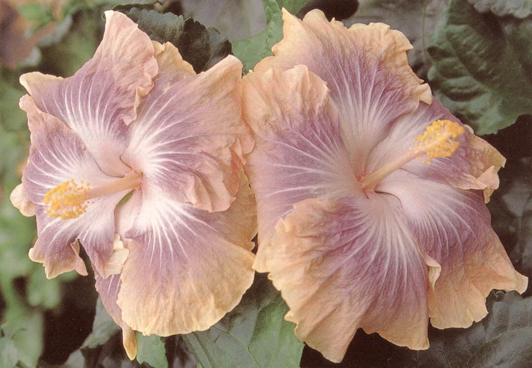 Rare hibiscus Silver Memories- 3 cuttings, for rooting /grafting, no roots
