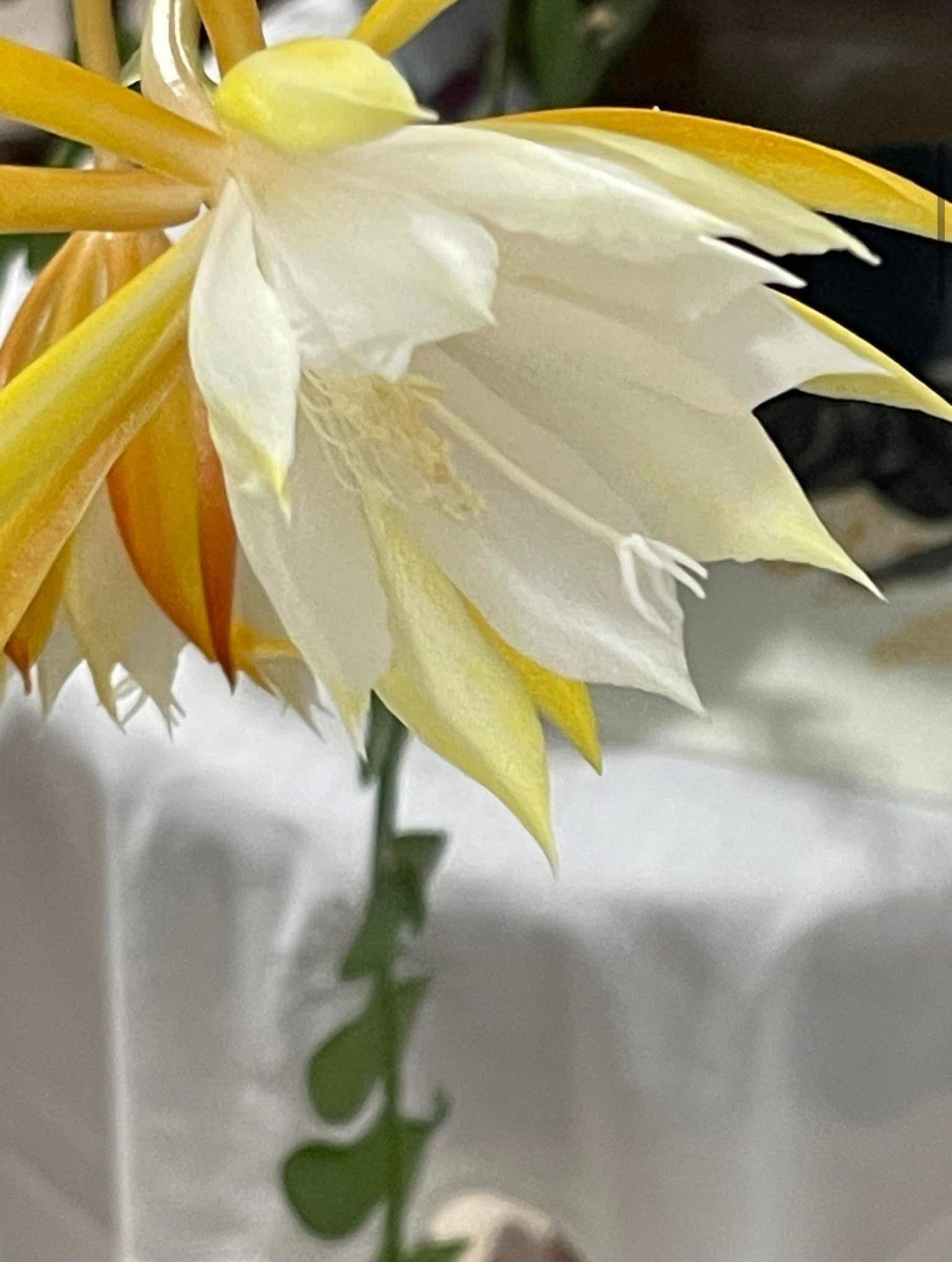 🌿Symbolic Endurance & Protection Rick Rack FISHBONE Plant Blooms YELLOW