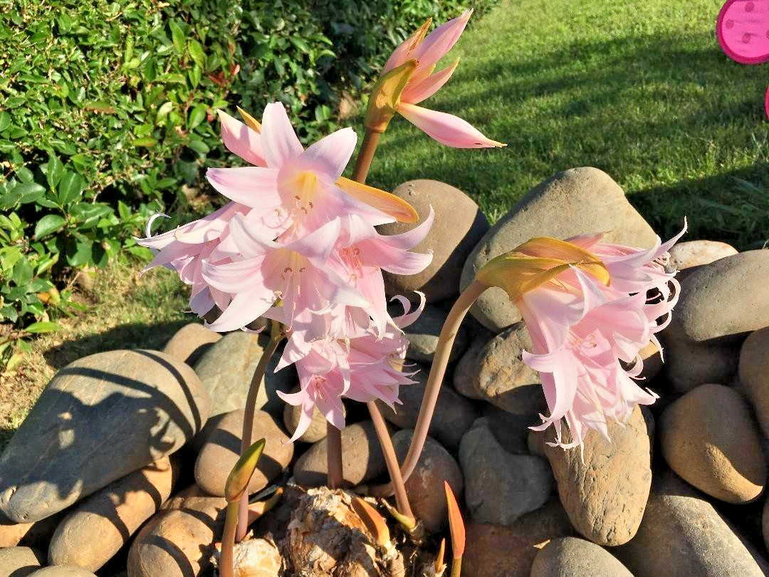 PINK NAKED LADY FLOWERS (1 BULB)