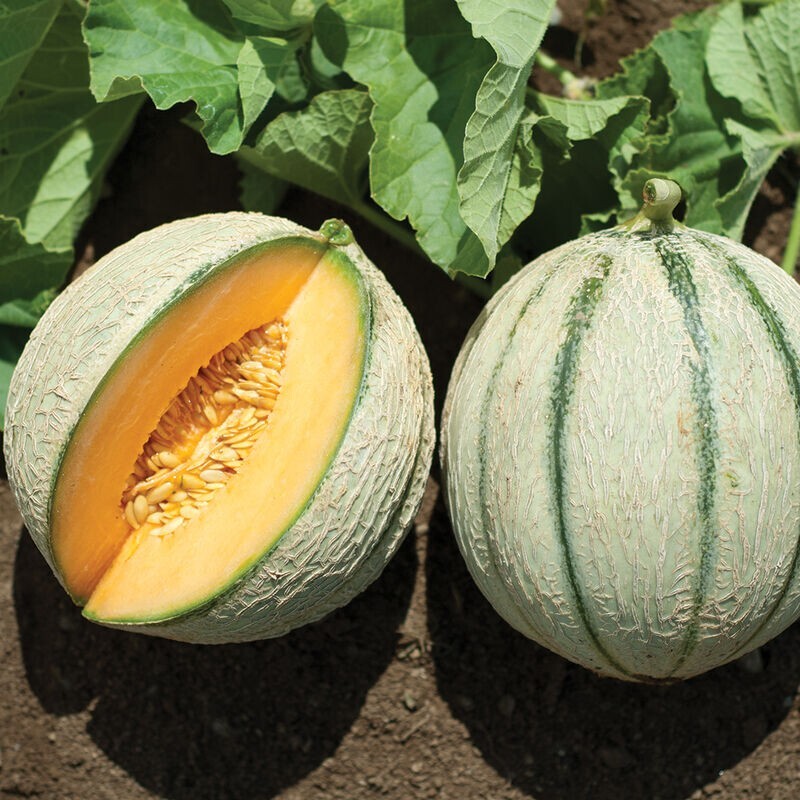 50+Charentais Melon Seeds Heirloom Non-GMO Free Shipping #15