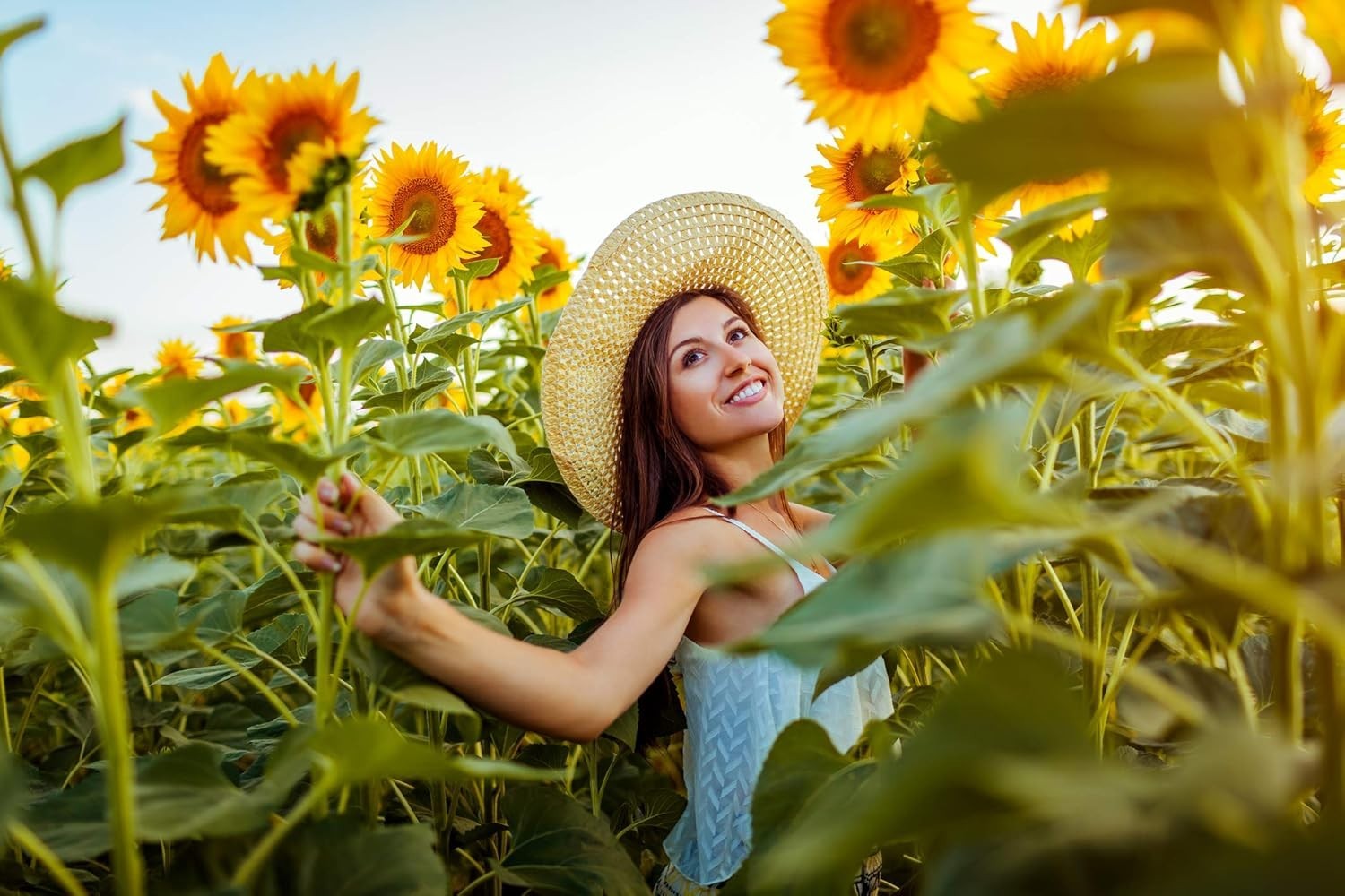 Family-Owned Sunflower Seeds Bulk Pack – Diverse Varieties