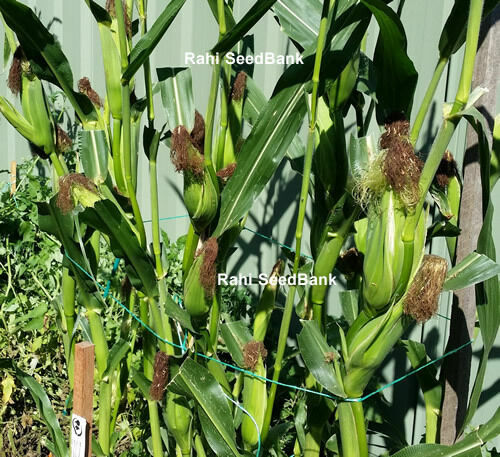 Strawberry Corn – An Amazingly Beautiful & Gorgeous Ornamental Popcorn Variety!