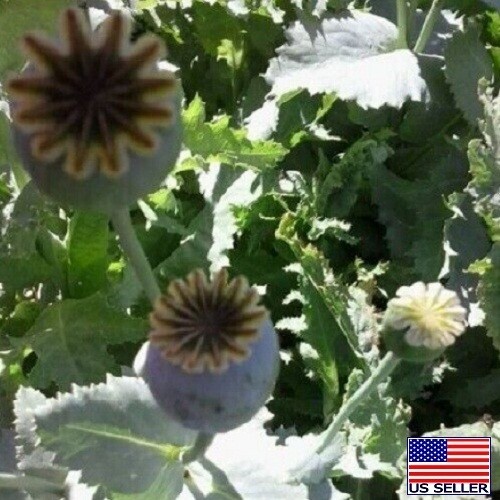 20,000 Organic Tasmanian Papever Somniferum Poppy Seeds for Planting In Bulk