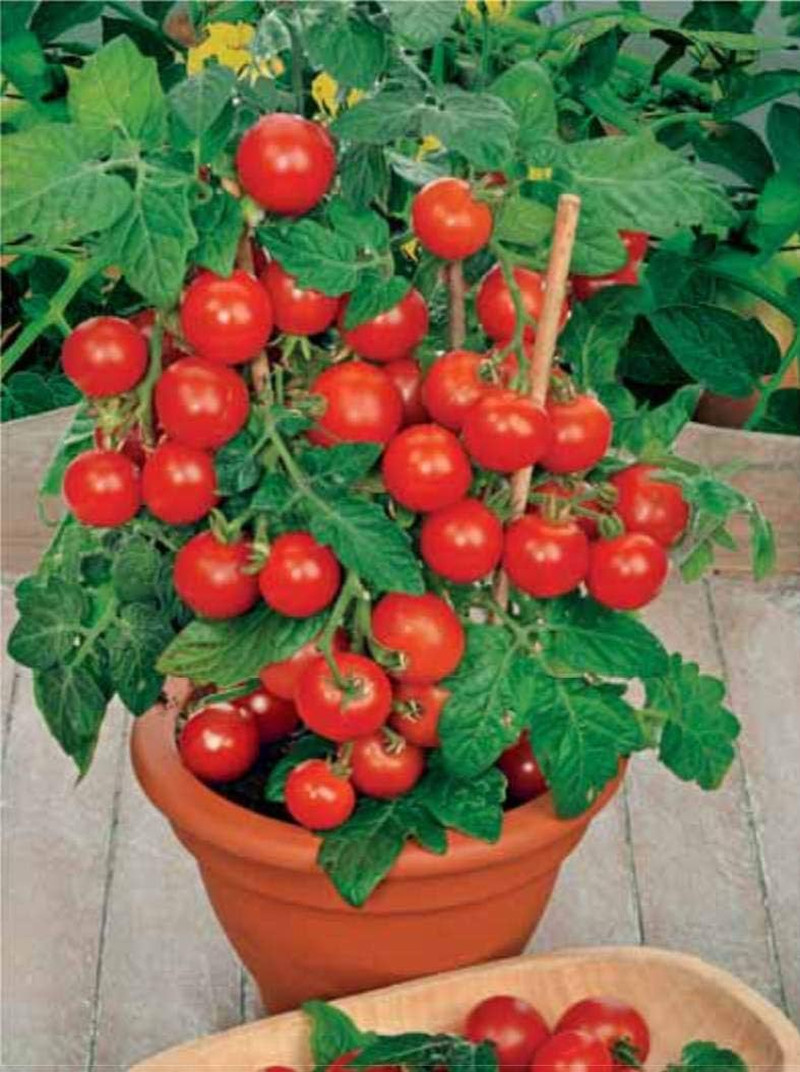 Seeds Indoor Tomato Dwarf in Pot Red Early Heirloom Vegetable for Planting Non G