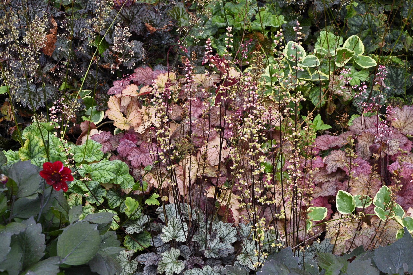 50 PALACE PURPLE HEUCHERA / CORAL BELLS Micrantha Flower Seeds *Flat S/H